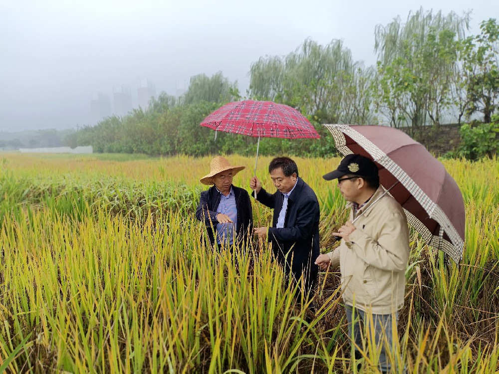 臻香丝苗香米